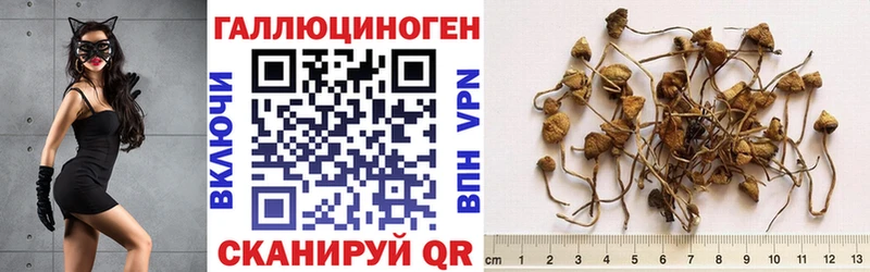 Галлюциногенные грибы мицелий сайты даркнета формула Гвардейск KRAKEN ссылки